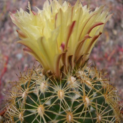 เมล็ด Coryphantha radians